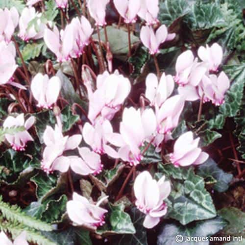 Buy Cyclamen hederifolium (Ivy-leaved Cyclamen) Bulbs online UK