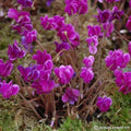 Buy Cyclamen hederifolium 'Red Sky' Bulbs online UK