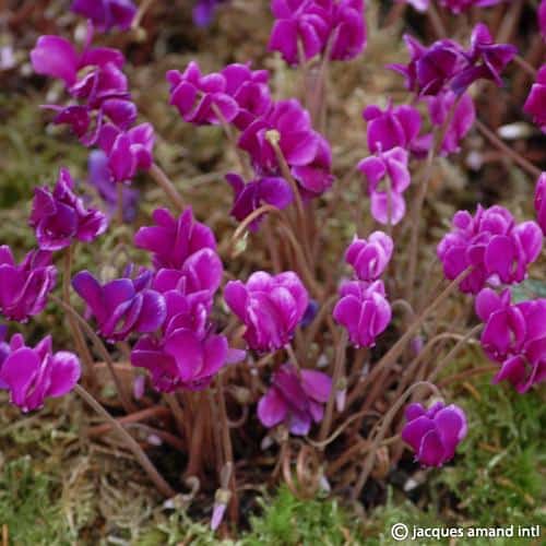 Buy Cyclamen hederifolium 'Red Sky' Bulbs online UK