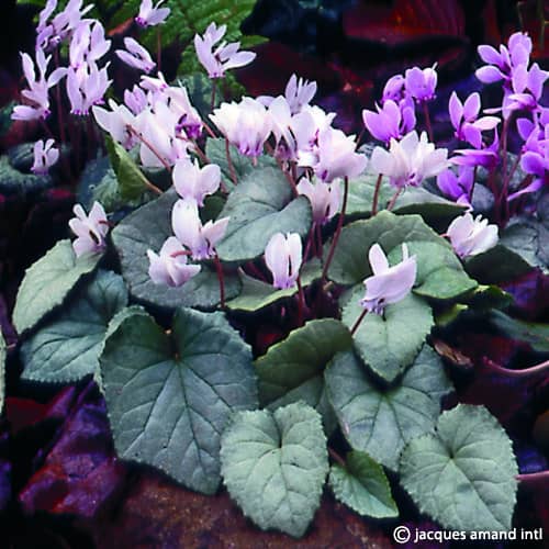 Buy Cyclamen hederifolium 'Silver Leaf' Bulbs online UK