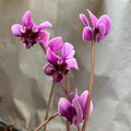 Buy Cyclamen hederifolium var. confusum Bulbs online UK
