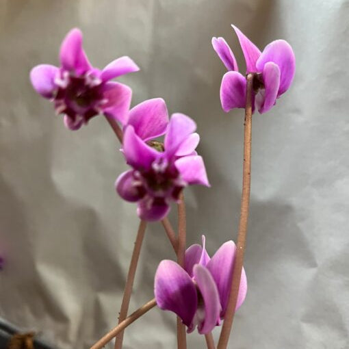 Buy Cyclamen hederifolium var. confusum Bulbs online UK