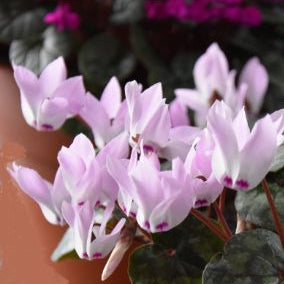 Buy Cyclamen intaminatum (Blemish-free Cyclamen) Bulbs online UK