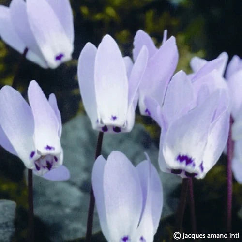 Buy Cyclamen libanoticum (Lebanon Cyclamen) Bulbs online UK