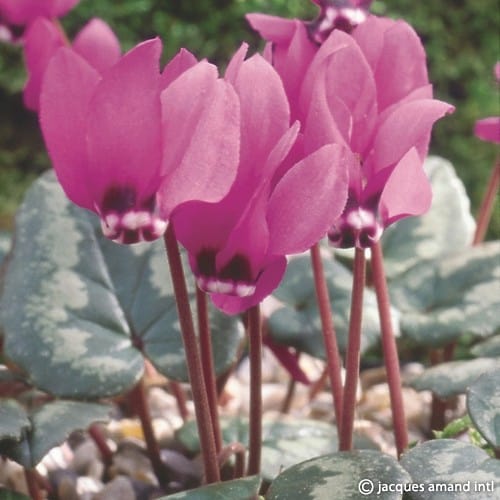 Buy Cyclamen pseudibericum (False Iberian Cyclamen) Bulbs online UK