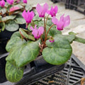 Buy Cyclamen purpurascens (Purple Cyclamen) Bulbs online UK