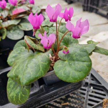 Buy Cyclamen purpurascens (Purple Cyclamen) Bulbs online UK
