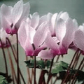 Buy Cyclamen rohlfsianum (Libyan Cyclamen) Bulbs online UK