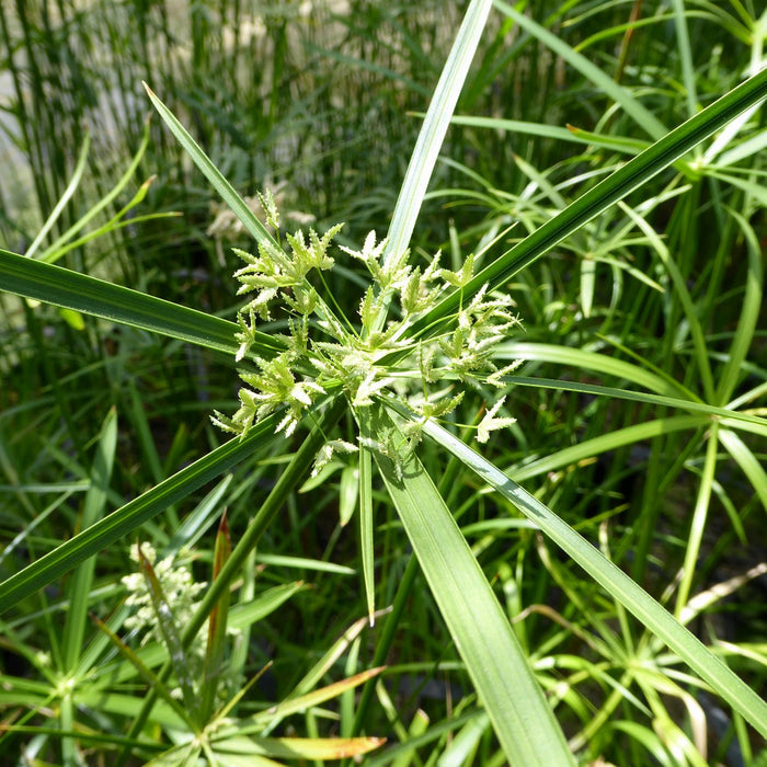 Buy Cyperus alternifolius (Umbrella Palm) online UK