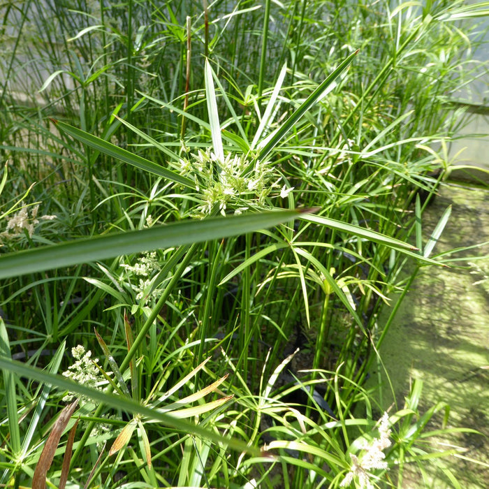 Buy Cyperus alternifolius (Umbrella Palm) online UK