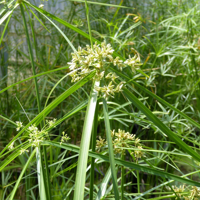 Buy Cyperus alternifolius (Umbrella Palm) online UK