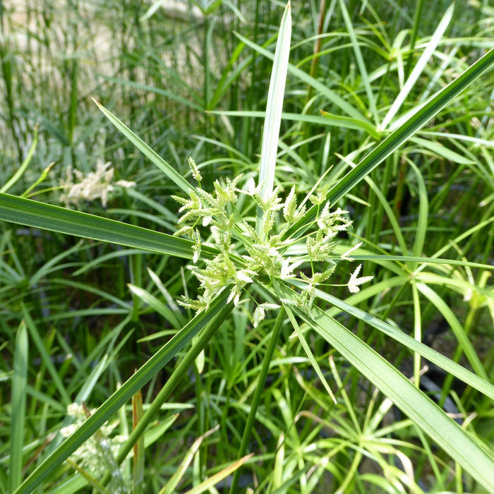 Buy Cyperus alternifolius (Umbrella Palm) online UK