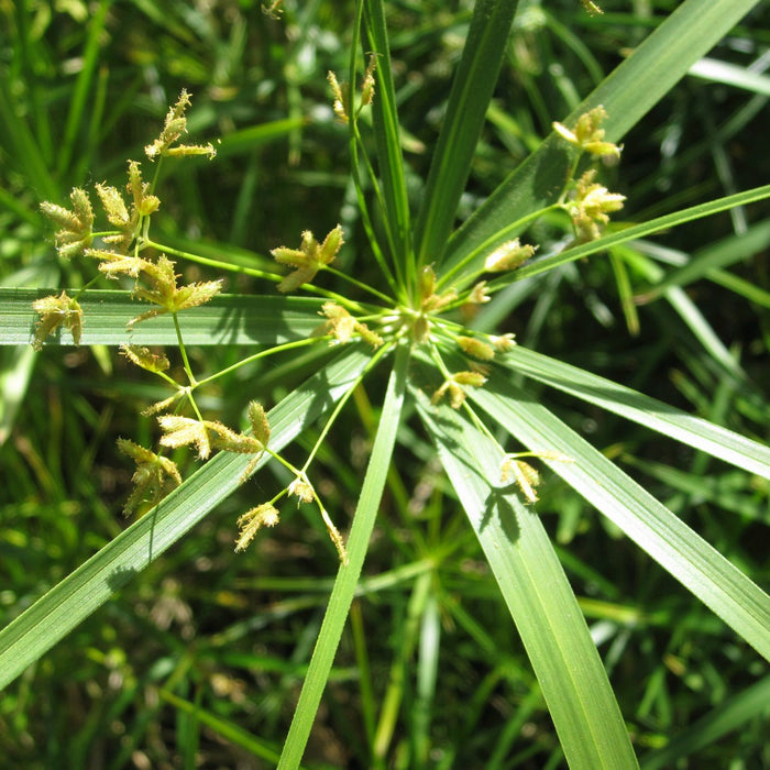 Buy Cyperus alternifolius (Umbrella Palm) online UK