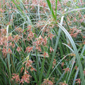 Buy Cyperus longus (Sweet Galingale) online UK
