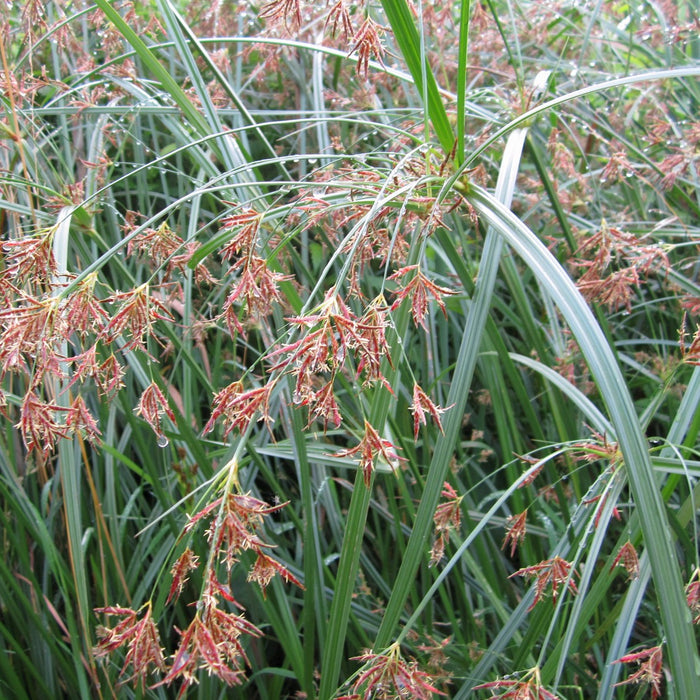 Buy Cyperus longus (Sweet Galingale) online UK