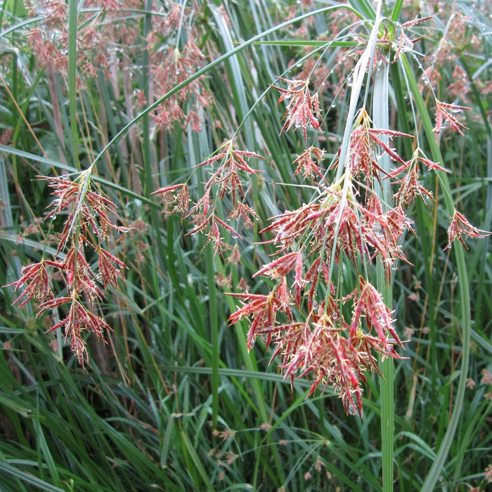 Buy Cyperus longus (Sweet Galingale) online UK