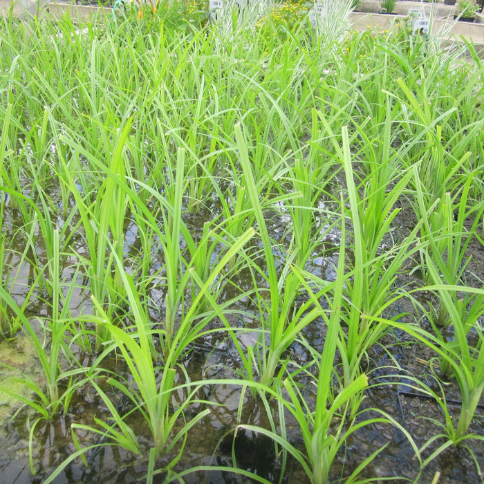 Buy Cyperus papyrus (Egyptian Paper Rush) online UK