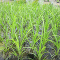Buy Cyperus papyrus (Egyptian Paper Rush) online UK