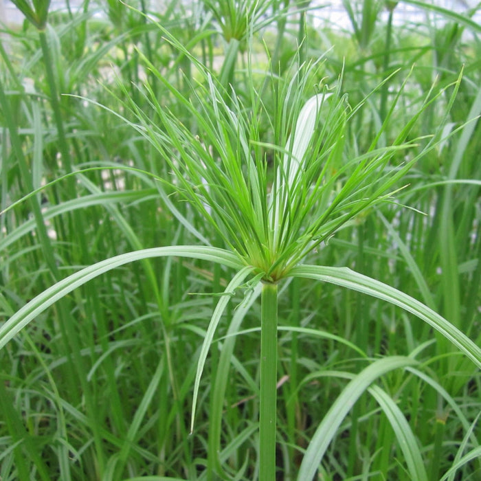 Buy Cyperus papyrus (Egyptian Paper Rush) online UK