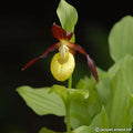 Buy Cypripedium calceolus (Yellow Lady's Slipper Orchid) Bulbs online UK