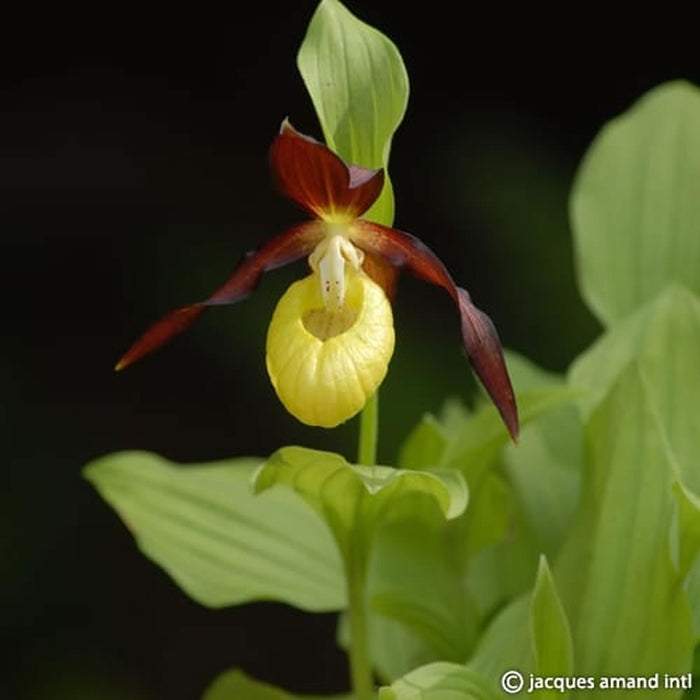 Buy Cypripedium calceolus (Yellow Lady's Slipper Orchid) Bulbs online UK