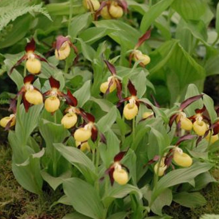 Buy Cypripedium calceolus (Yellow Lady's Slipper Orchid) Bulbs online UK