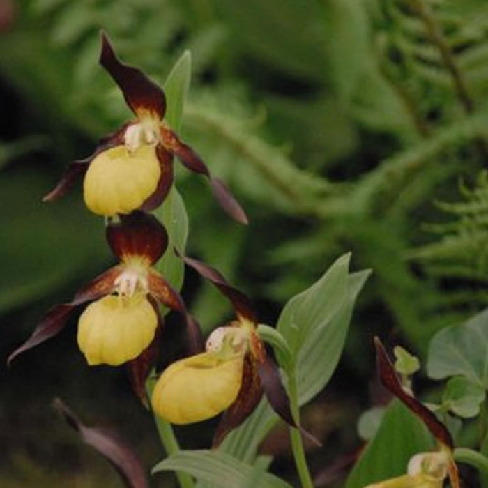 Buy Cypripedium calceolus (Yellow Lady's Slipper Orchid) Bulbs online UK