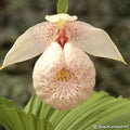 Buy Cypripedium formosanum (Formosan Lady's Slipper Orchid) Bulbs online UK