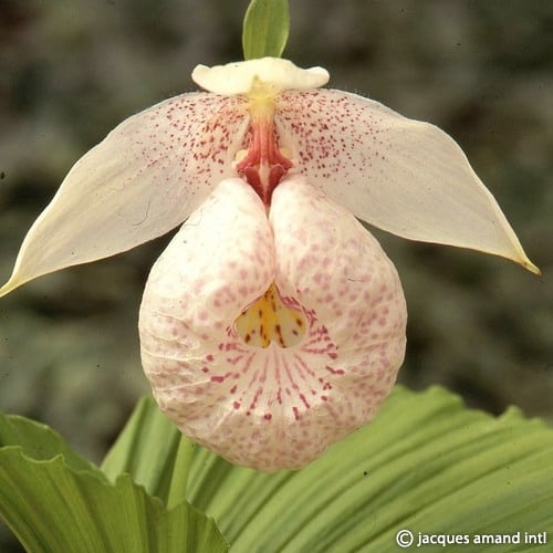 Buy Cypripedium formosanum (Formosan Lady's Slipper Orchid) Bulbs online UK