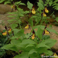 Buy Cypripedium parviflorum var parviflorum (Small-flowered Lady's Slipper Orchid) Bulbs online UK