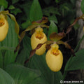Buy Cypripedium parviflorum var pubescens (Downy Small-flowered Lady's Slipper Orchid) Bulbs online UK