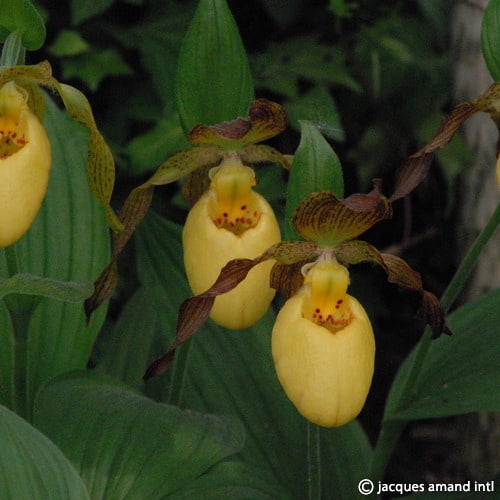 Buy Cypripedium parviflorum var pubescens (Downy Small-flowered Lady's Slipper Orchid) Bulbs online UK