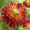 Buy Dahlia 'Akita' Tubers online UK