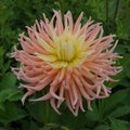 Buy Dahlia 'Alfred Grille' Tubers online UK