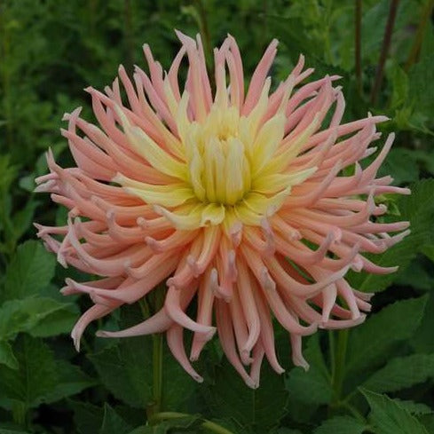 Buy Dahlia 'Alfred Grille' Tubers online UK