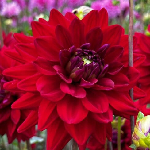 Buy Dahlia 'All Directions' Tubers online UK