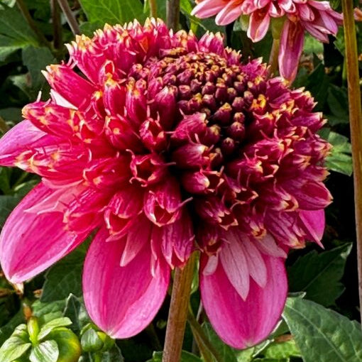 Buy Dahlia 'Alyshia' Tubers online UK