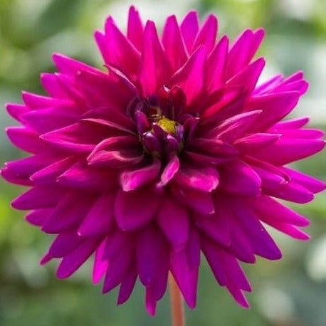 Buy Dahlia 'Ambition' Tubers online UK
