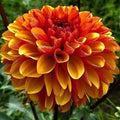 Buy Dahlia 'American Sunset' Tubers online UK
