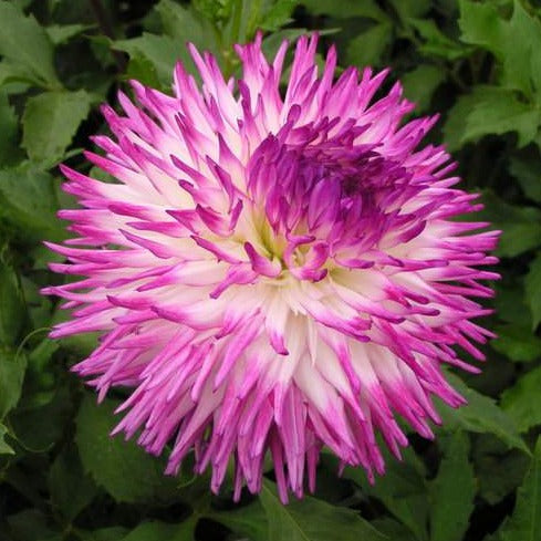 Buy Dahlia 'Anne Marie' Tubers online UK