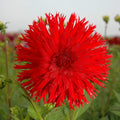 Buy Dahlia 'Apache' Tubers online UK