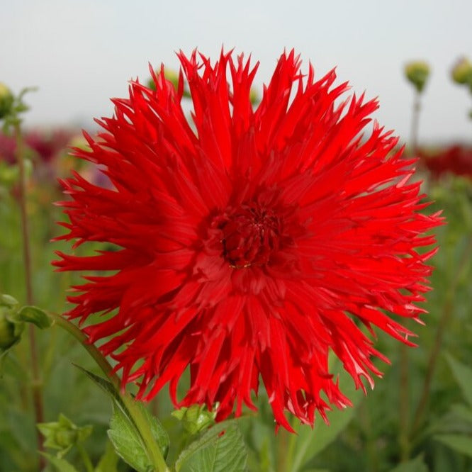 Buy Dahlia 'Apache' Tubers online UK