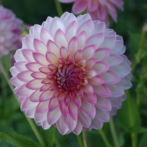 Buy Dahlia 'Arbatax' Tubers online UK