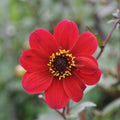Buy Dahlia 'Bishop of Auckland' Tubers online UK