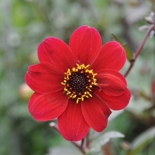 Buy Dahlia 'Bishop of Auckland' Tubers online UK