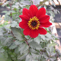 Buy Dahlia 'Bishop of Auckland' online UK
