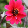 Buy Dahlia 'Bishop of Canterbury' Tubers online UK