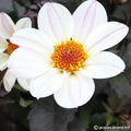 Buy Dahlia 'Bishop of Dover' Tubers online UK