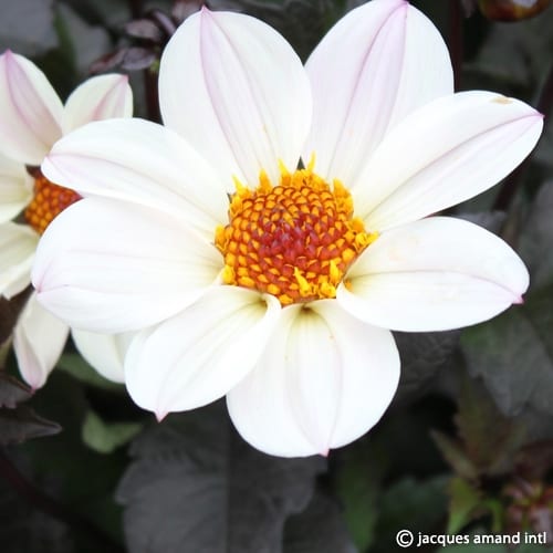Buy Dahlia 'Bishop of Dover' Tubers online UK