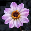 Buy Dahlia 'Bishop of Leicester' Tubers online UK